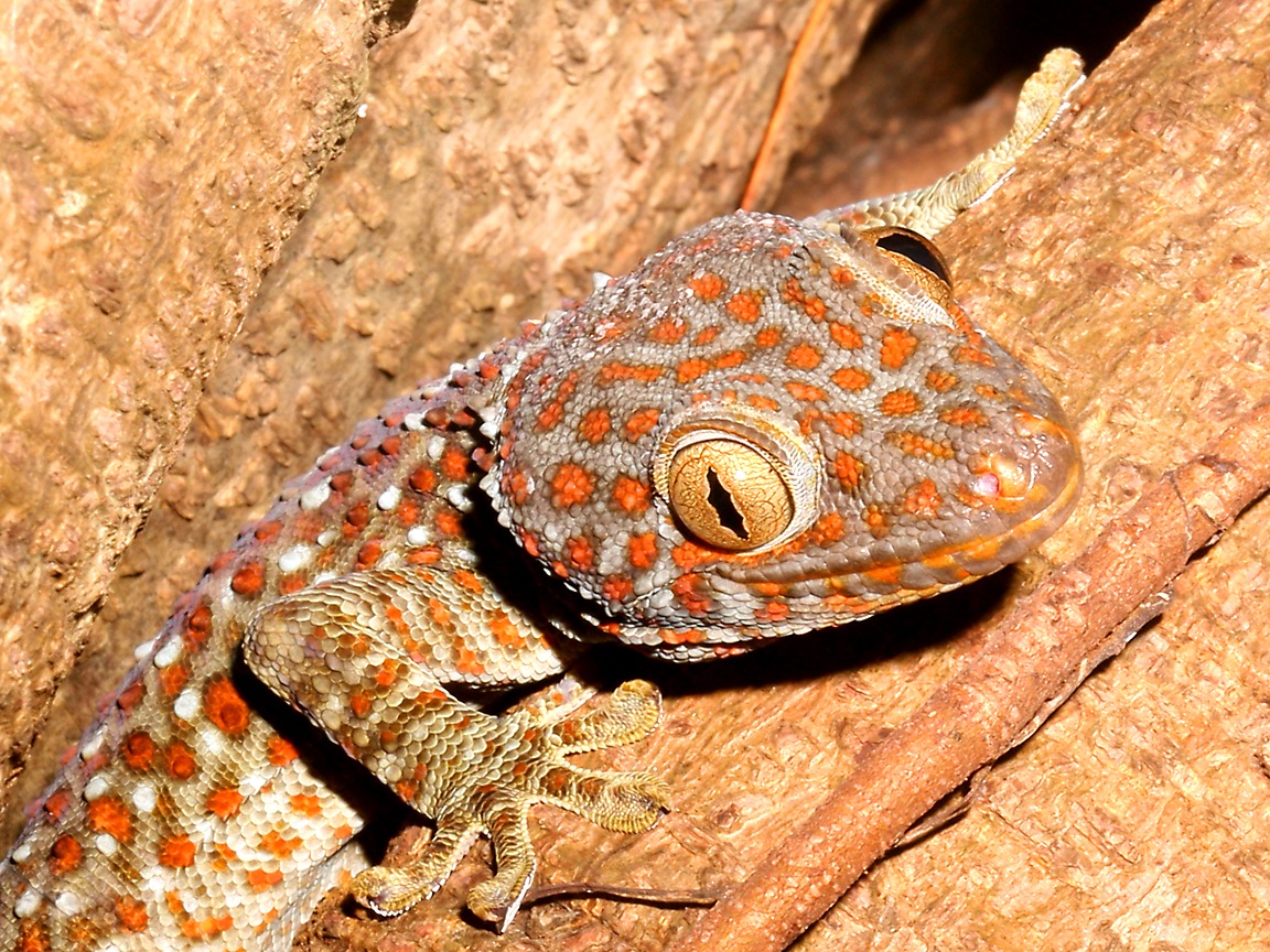 Tokay Gecko - HD Wallpaper 
