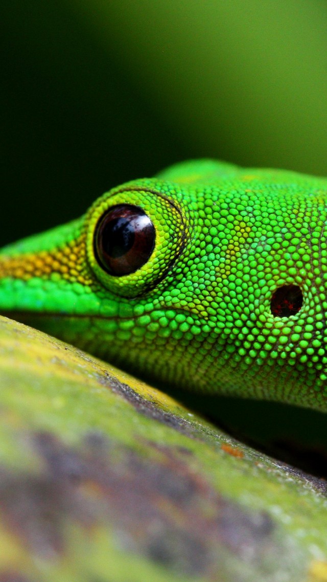 Gecko, Reptile, Green, 4k - Ultra Hd 3d Snake - HD Wallpaper 