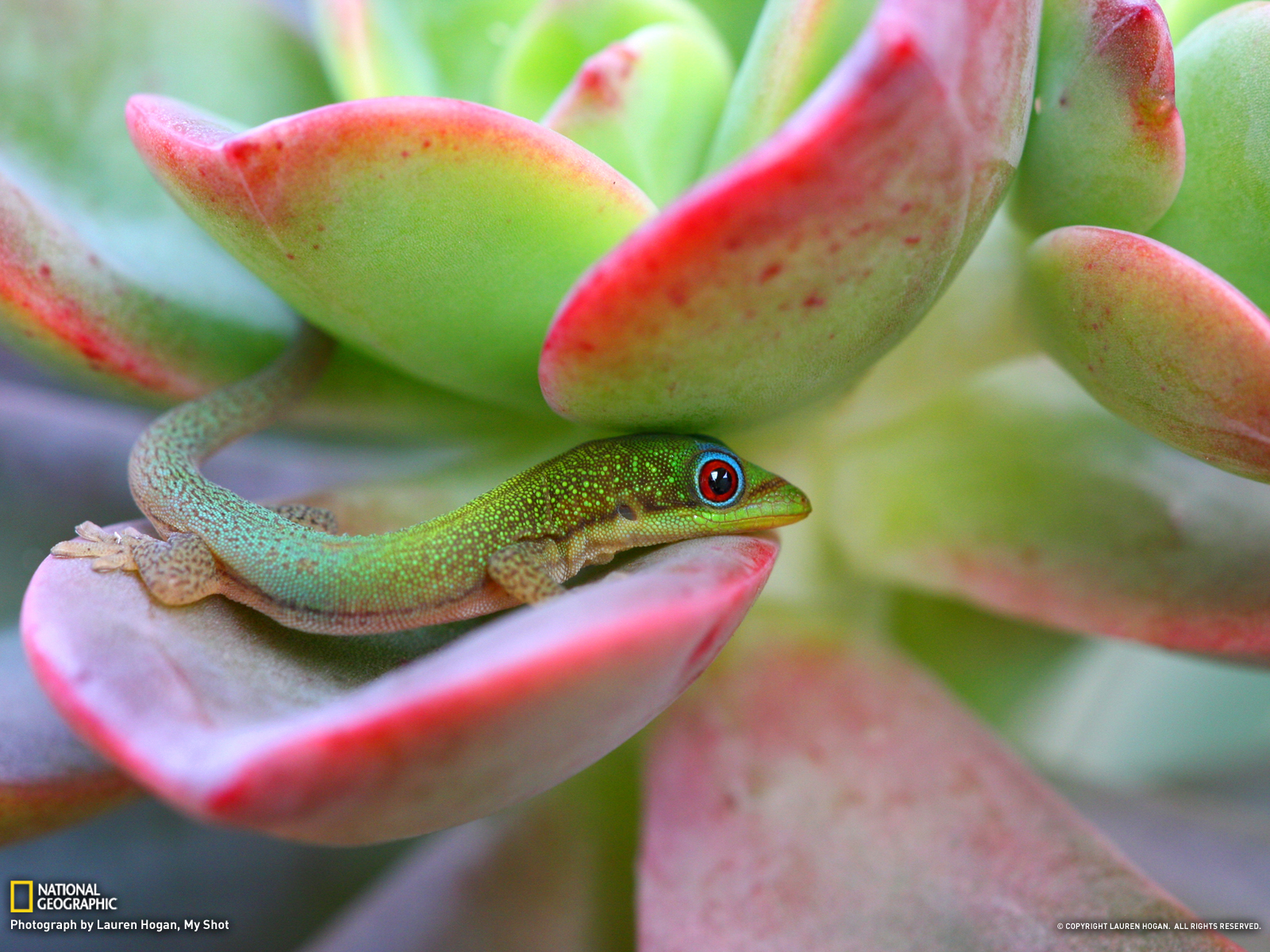 Cute Gecko - HD Wallpaper 