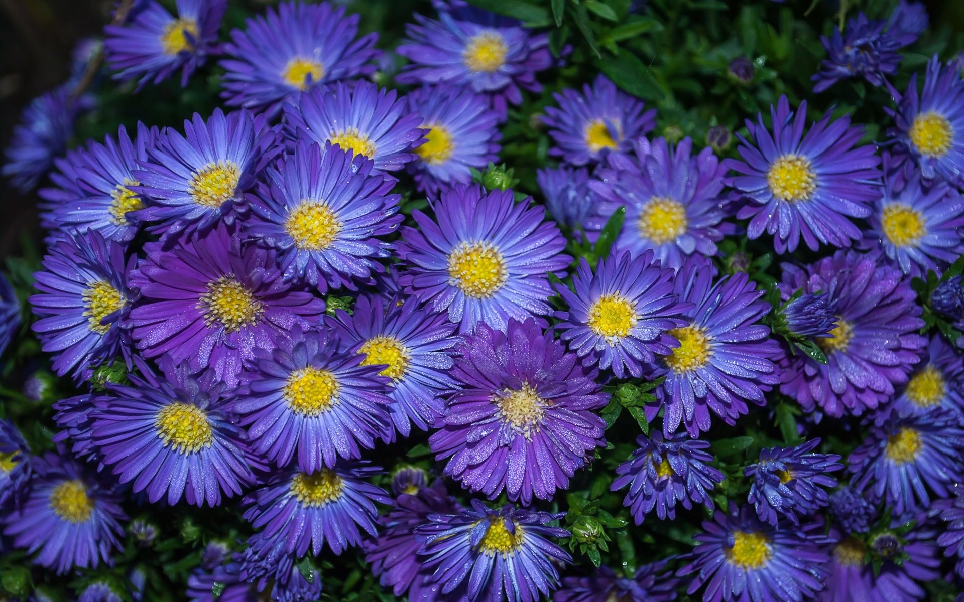 Астры Многолетние - 1920x1200 Wallpaper - teahub.io