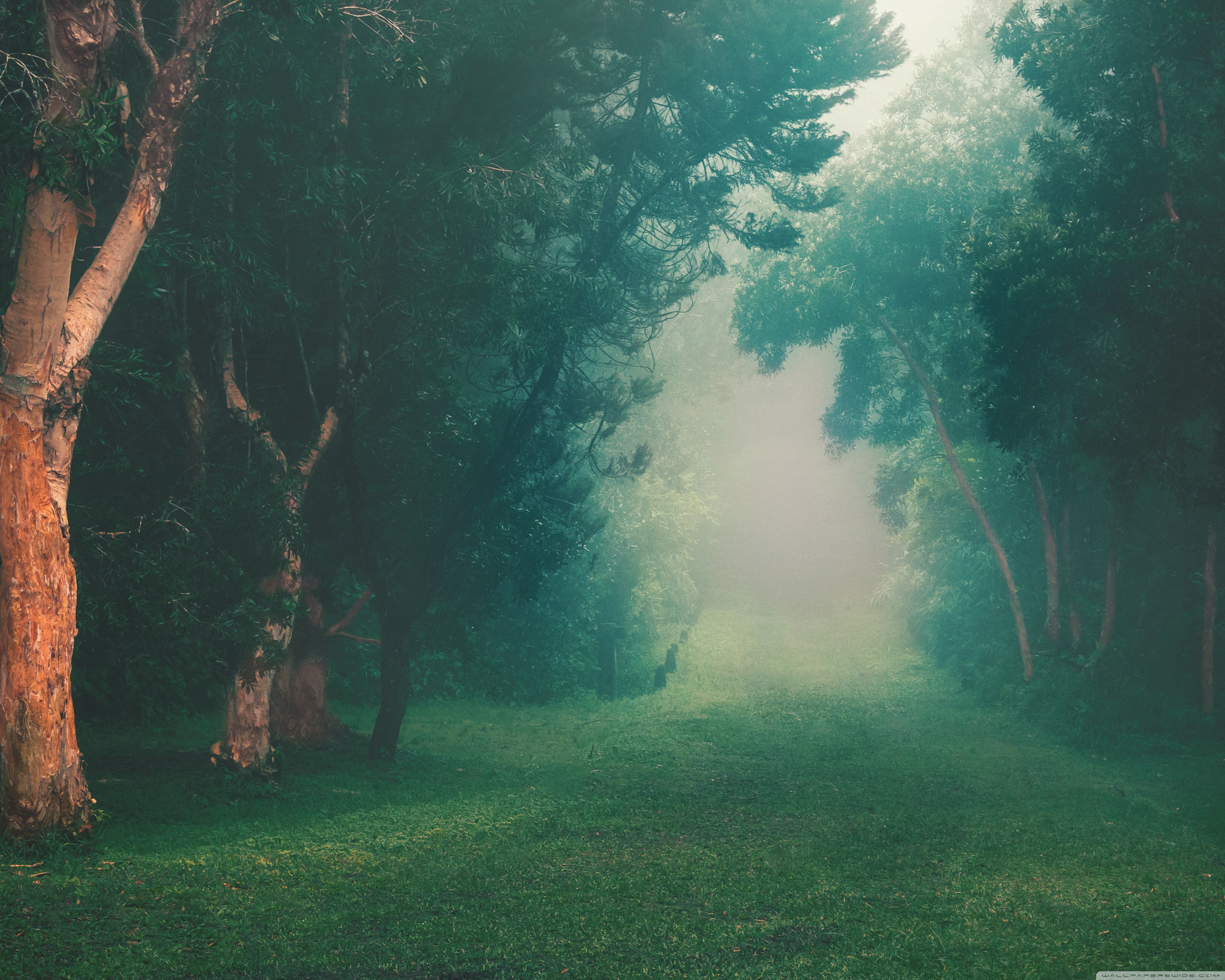 Rainforest Fog - HD Wallpaper 