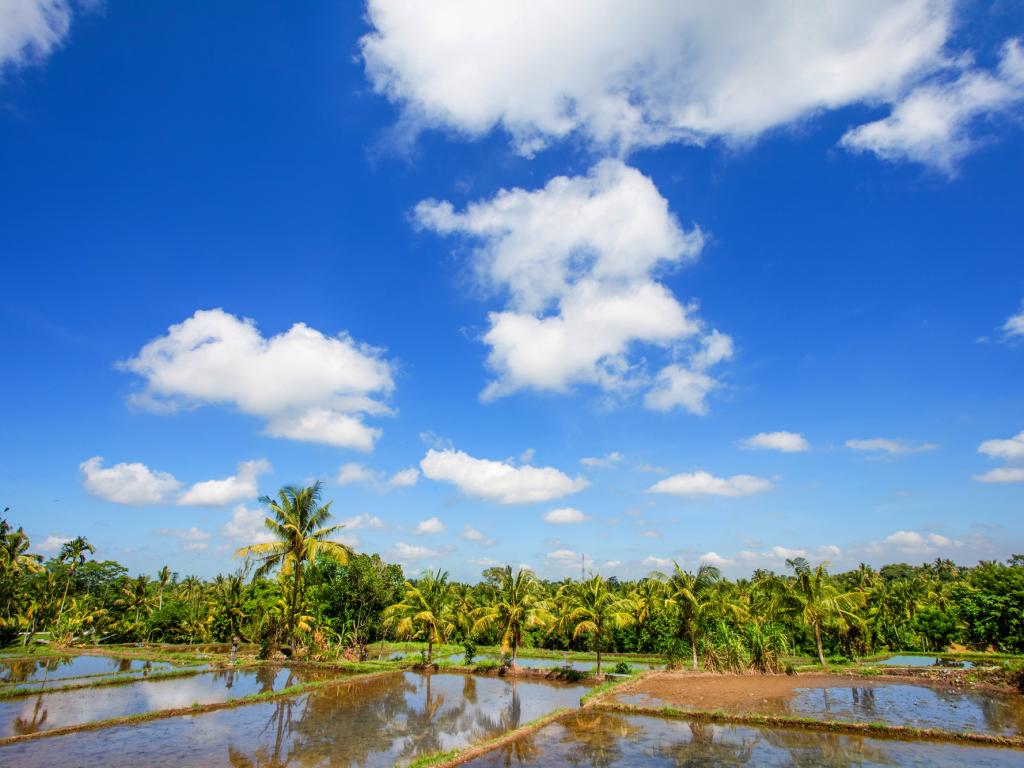 Rice Paddy Views - Reflection - HD Wallpaper 