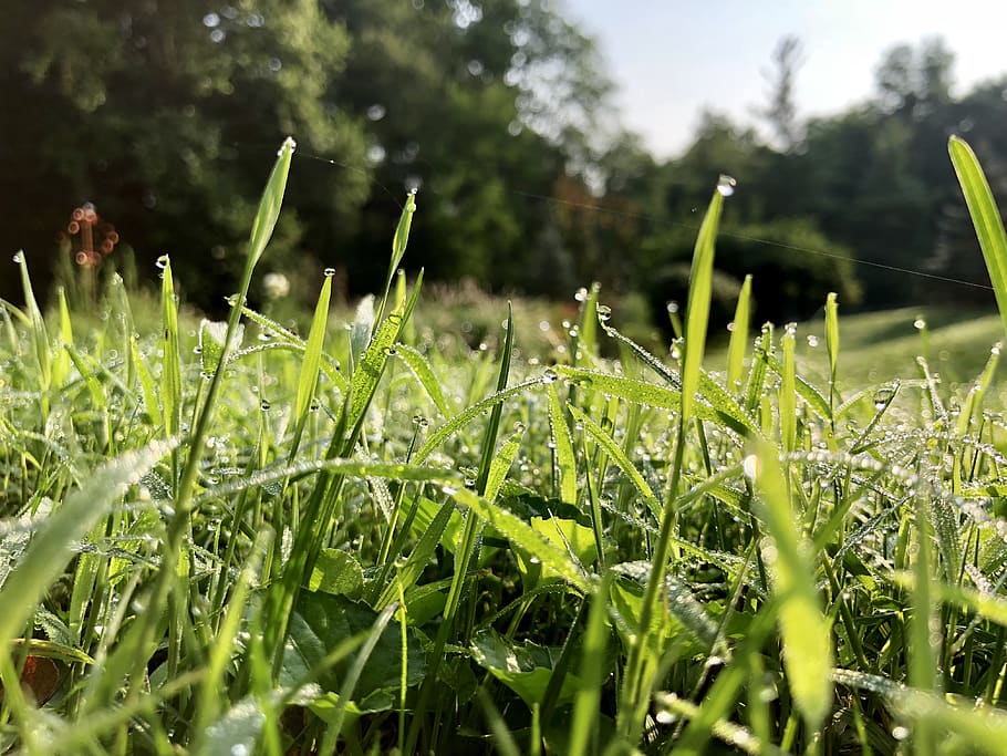 United States, Oberlin, 14164 Township Hwy 47, Sunshine, - Sweet Grass - HD Wallpaper 