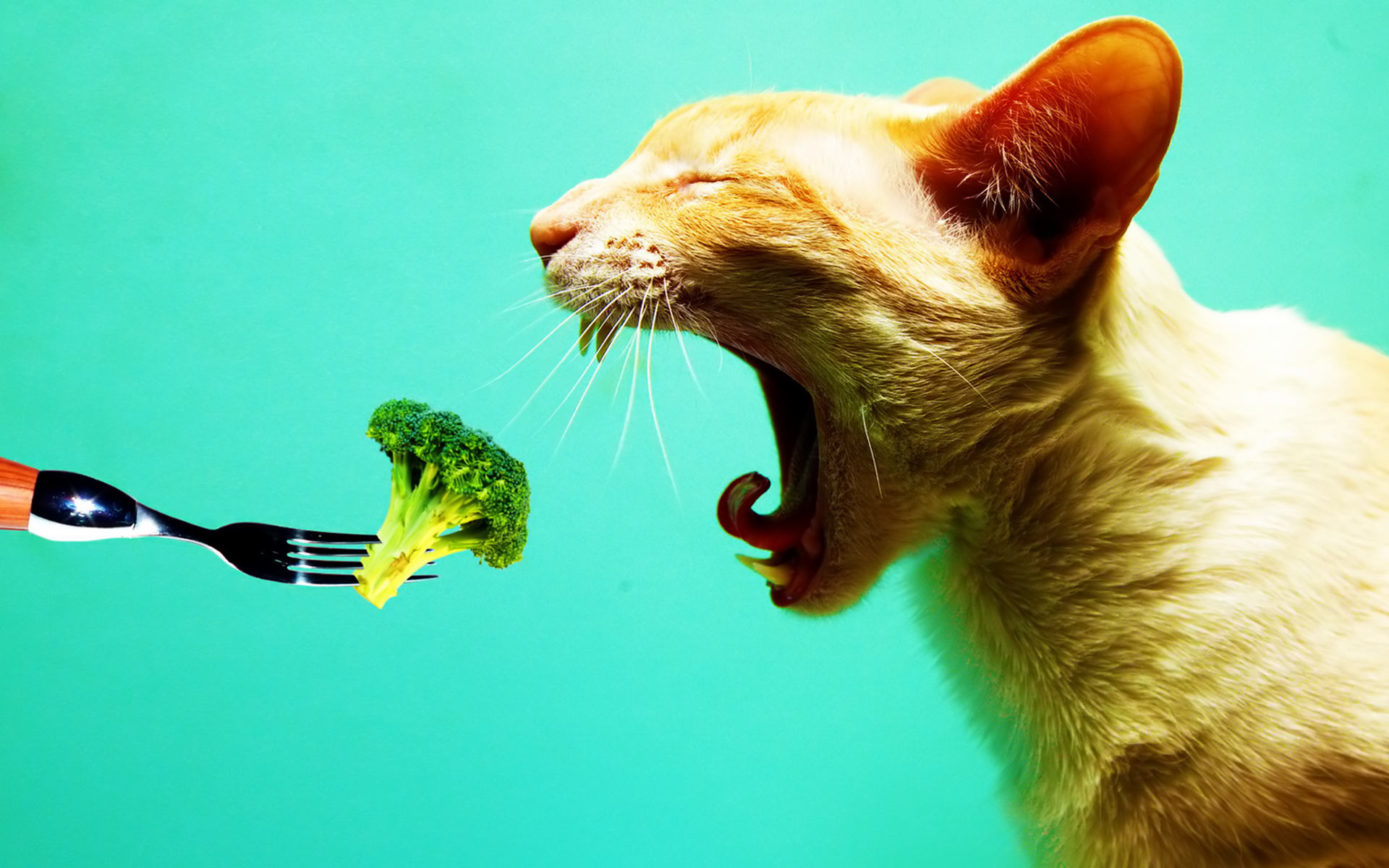 Funny Cat - HD Wallpaper 