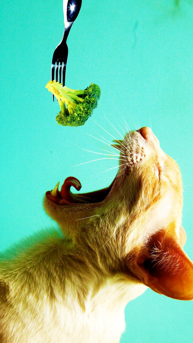 Broccoli Cat Wallpaper - Broccoli Wallpaper Iphone - HD Wallpaper 