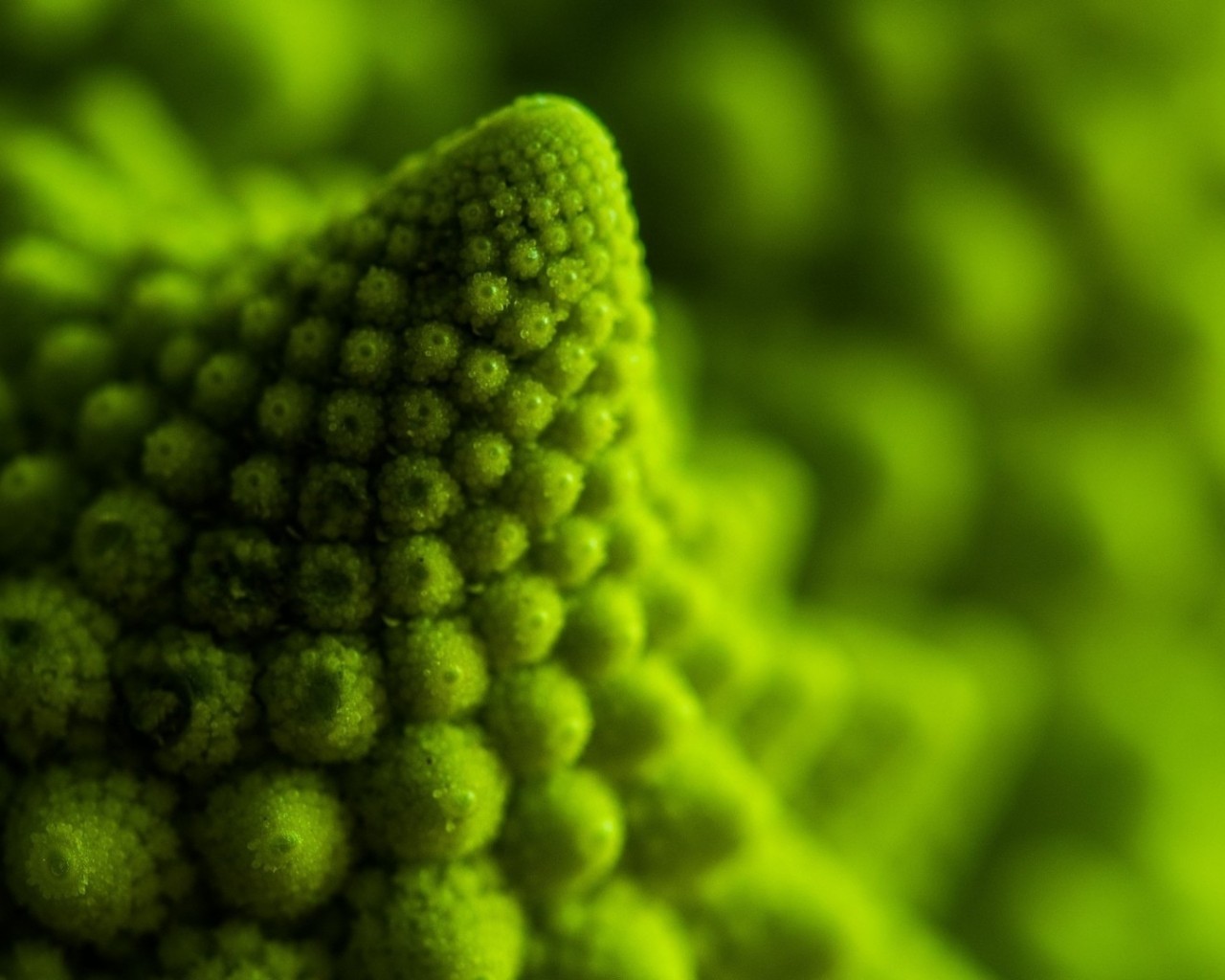 Romanesco Broccoli, Vegetable, Close-up, Blurred - Romanesco Broccoli Close Up - HD Wallpaper 
