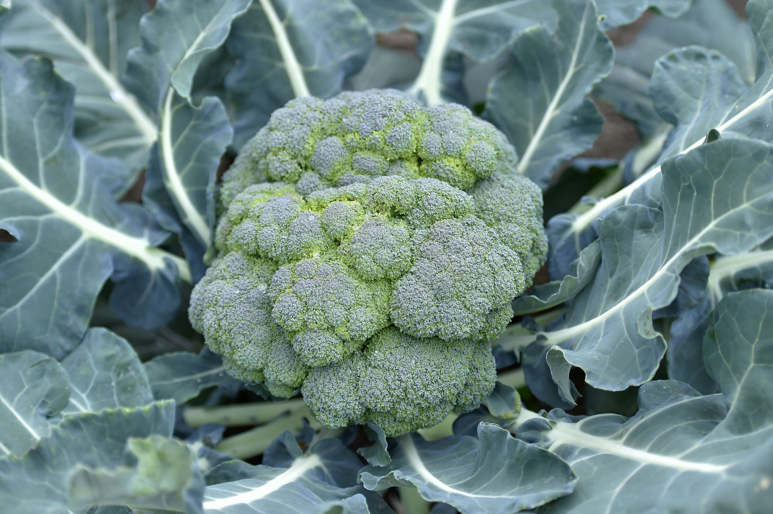 Gettyimages-856477770 - Broccoli - HD Wallpaper 