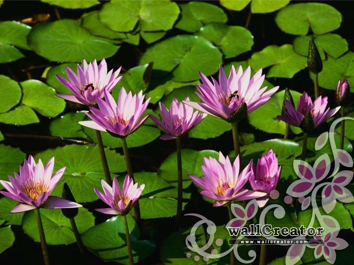 Sardar Waqas Jillani - My Picture Windows Xp Water Lilies - HD Wallpaper 