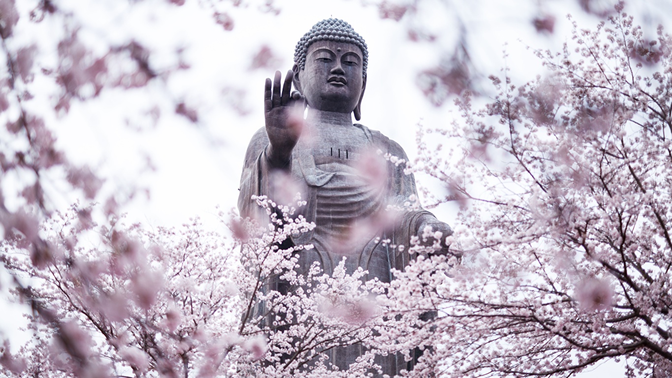 Buddha With Cherry Blossoms - HD Wallpaper 