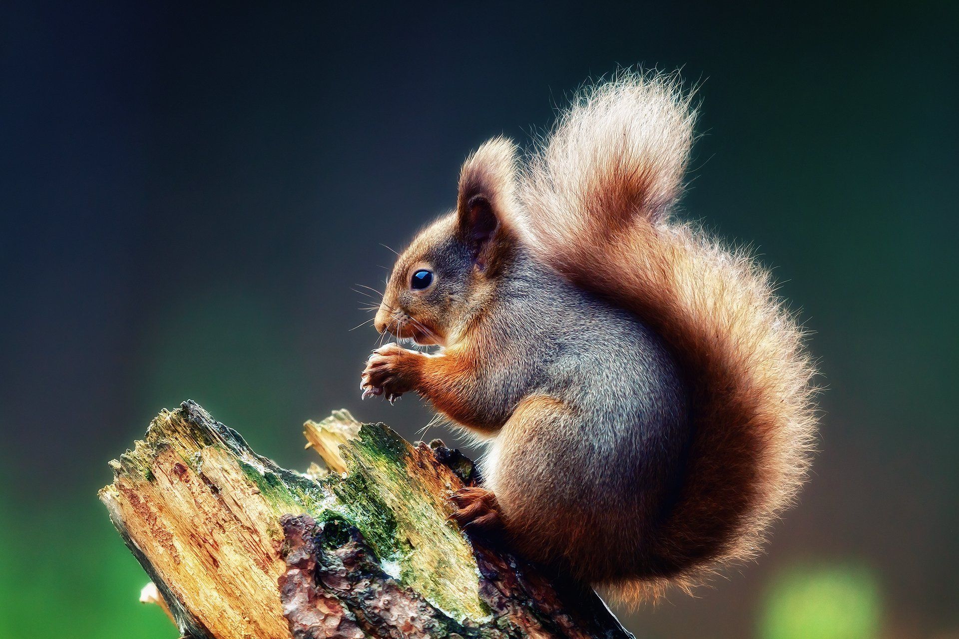 Free Conservative Political Wallpaper - Cute Squirrel Wallpaper Hd - HD Wallpaper 