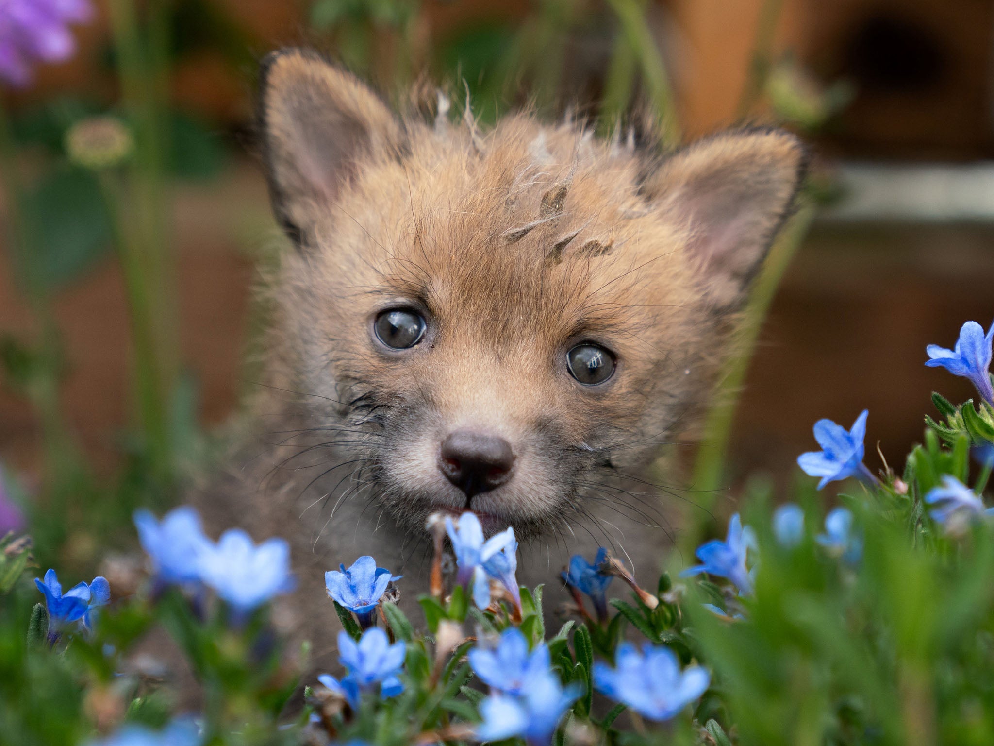 Cub Fox - HD Wallpaper 