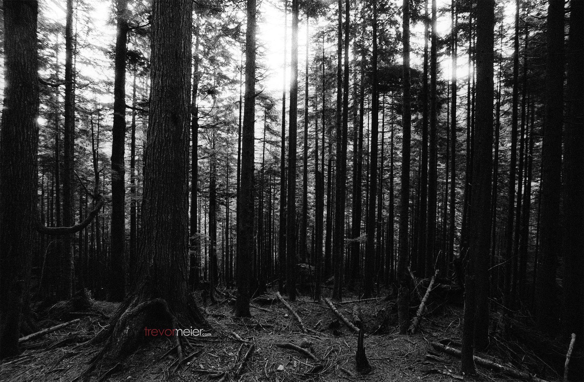 Spruce-fir Forest - HD Wallpaper 