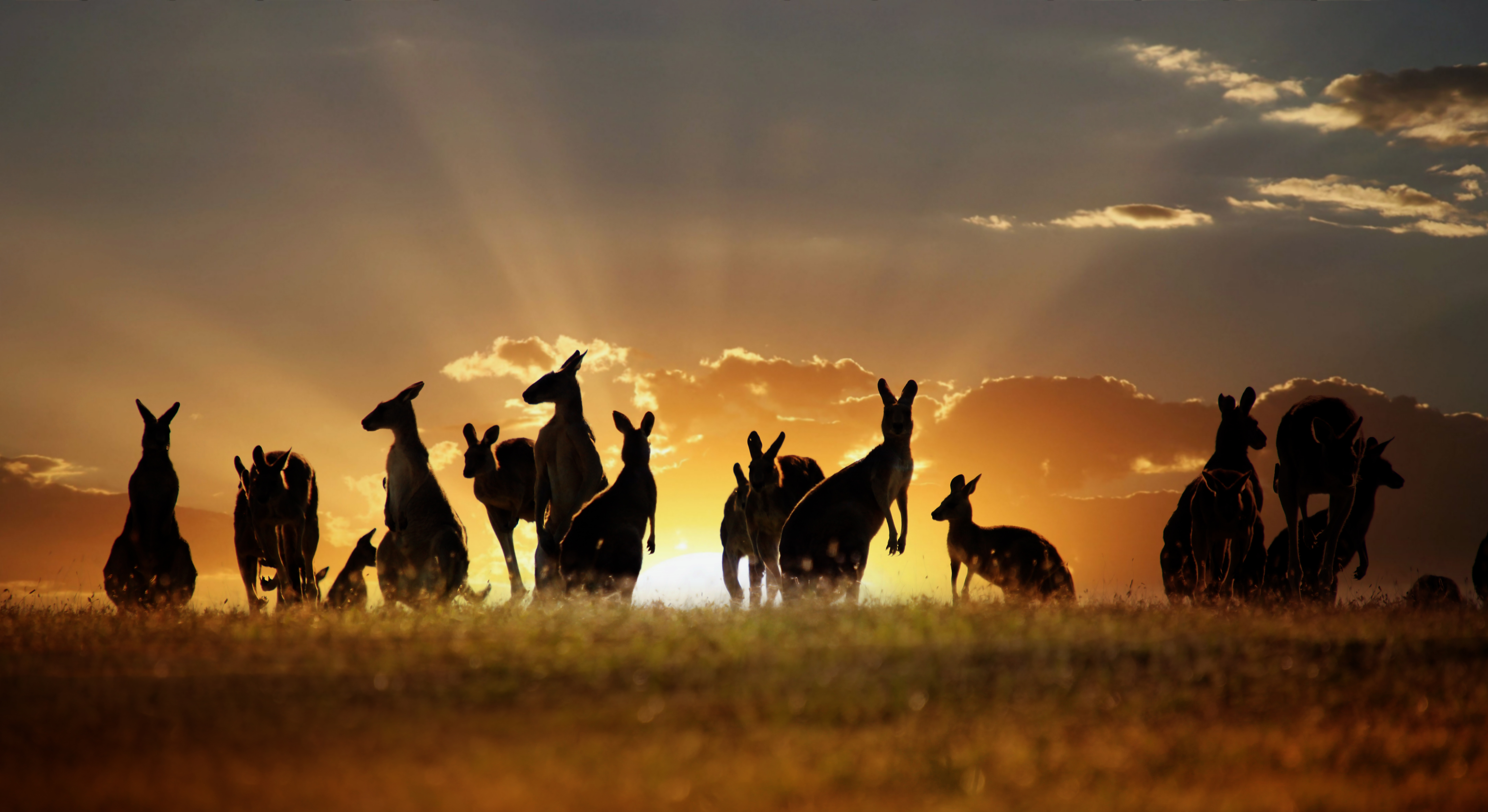Australian Animals On Sunset - HD Wallpaper 