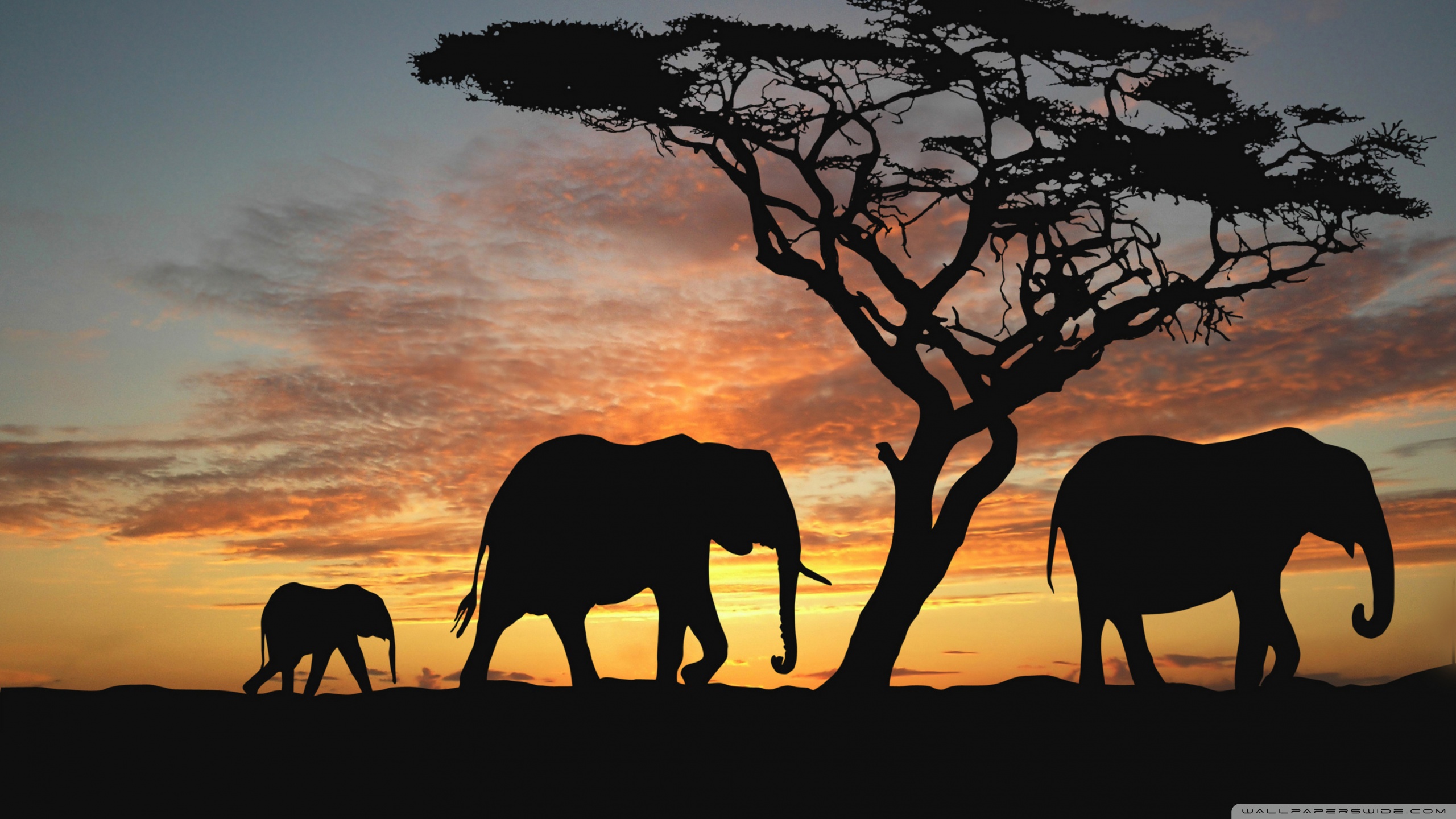 Elephant Hd - HD Wallpaper 