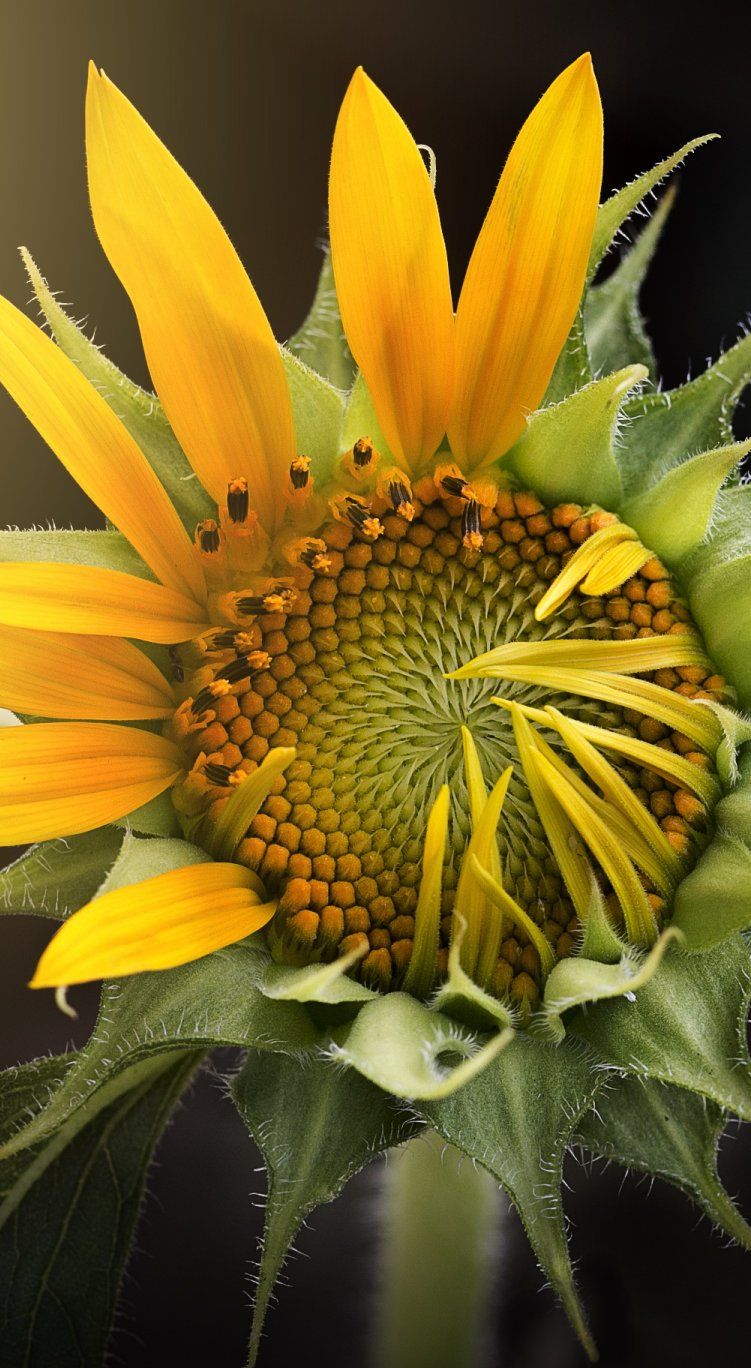 Sunflower Blooming - HD Wallpaper 
