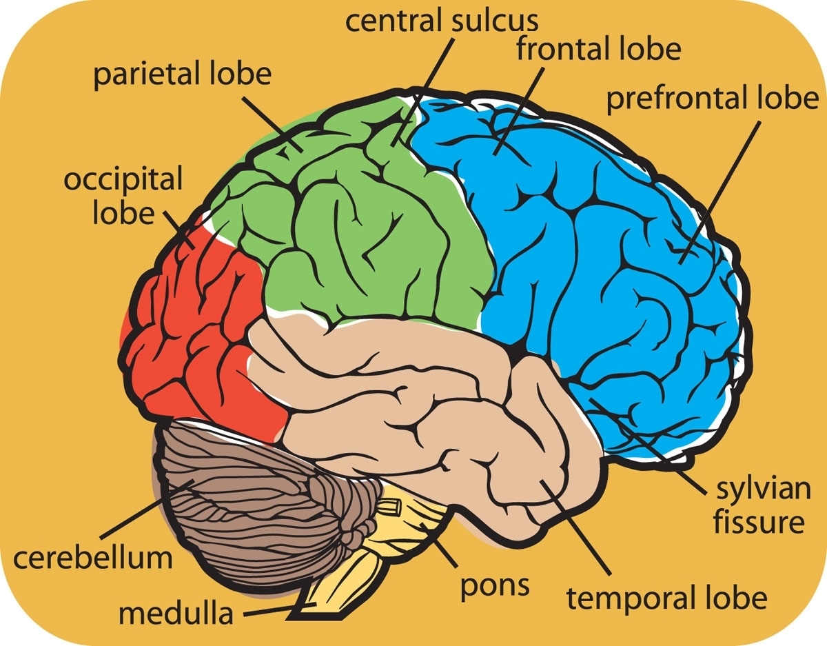 Anatomy Biology Brain Wallpaper - 8 Main Parts Of The Brain - HD Wallpaper 