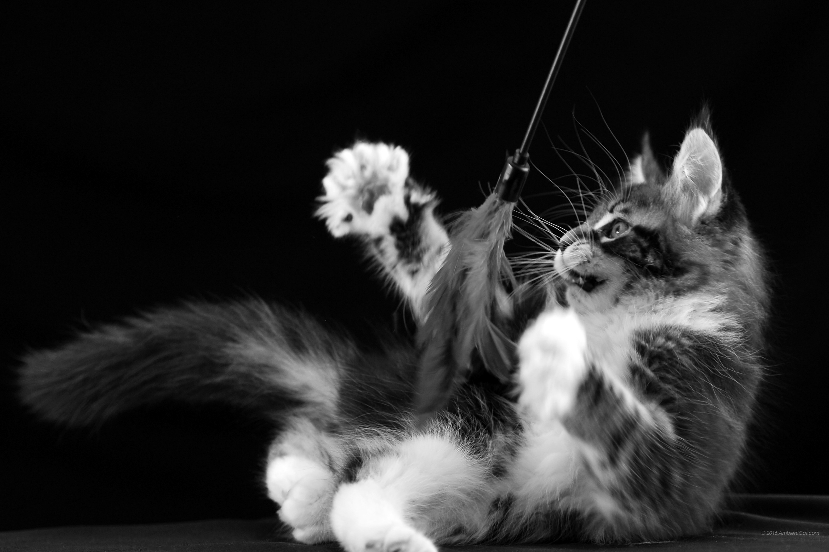 Black And White - Tapety Czarno Białe Na Pulpit 1920 - HD Wallpaper 