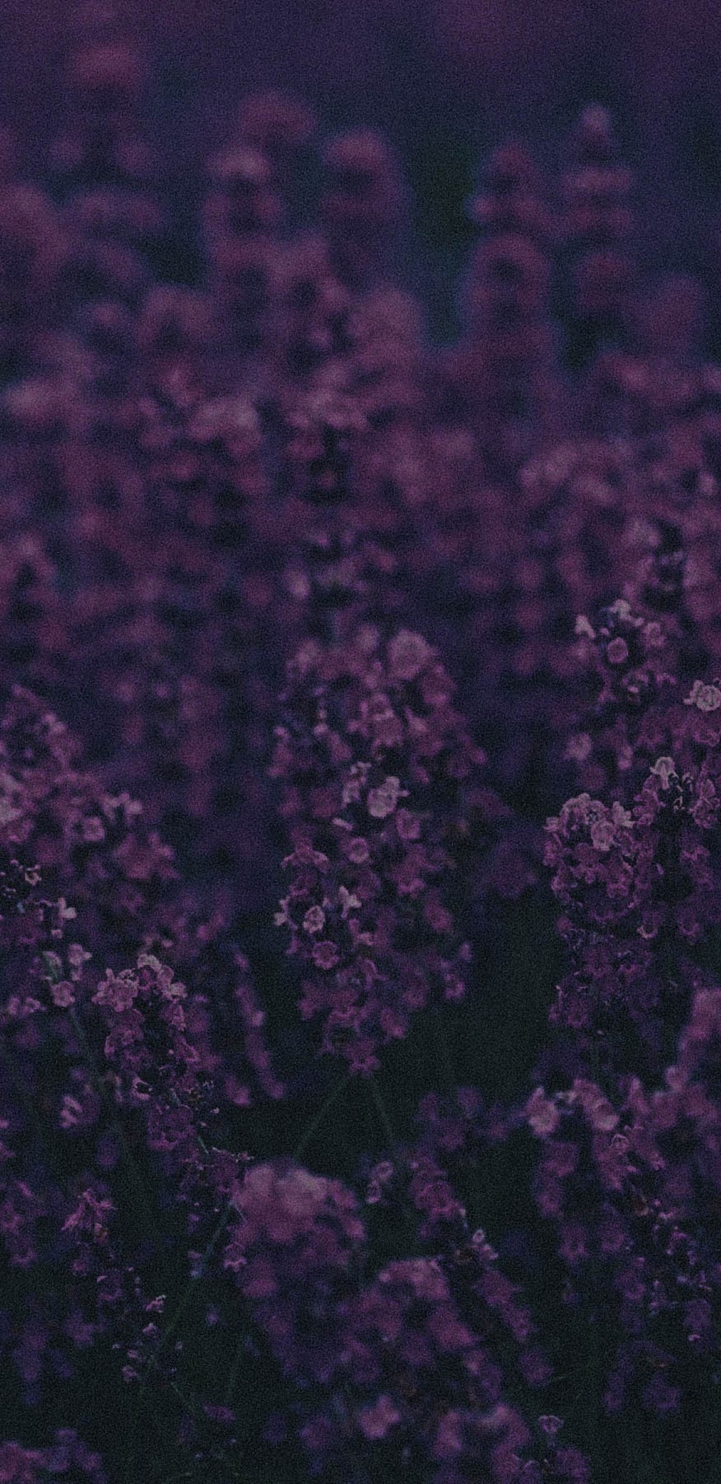 1440x2960, Lavender Ni 
 Data Id 154971 
 Data Src - Patience - HD Wallpaper 