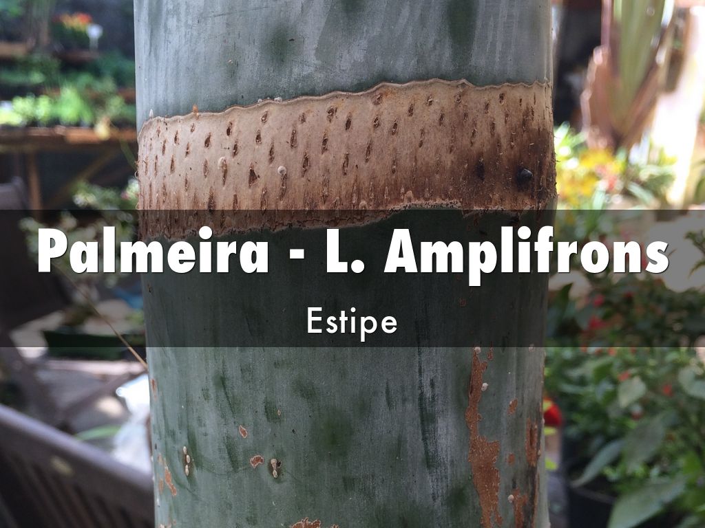 Amplifrons Estipe - Wood - HD Wallpaper 