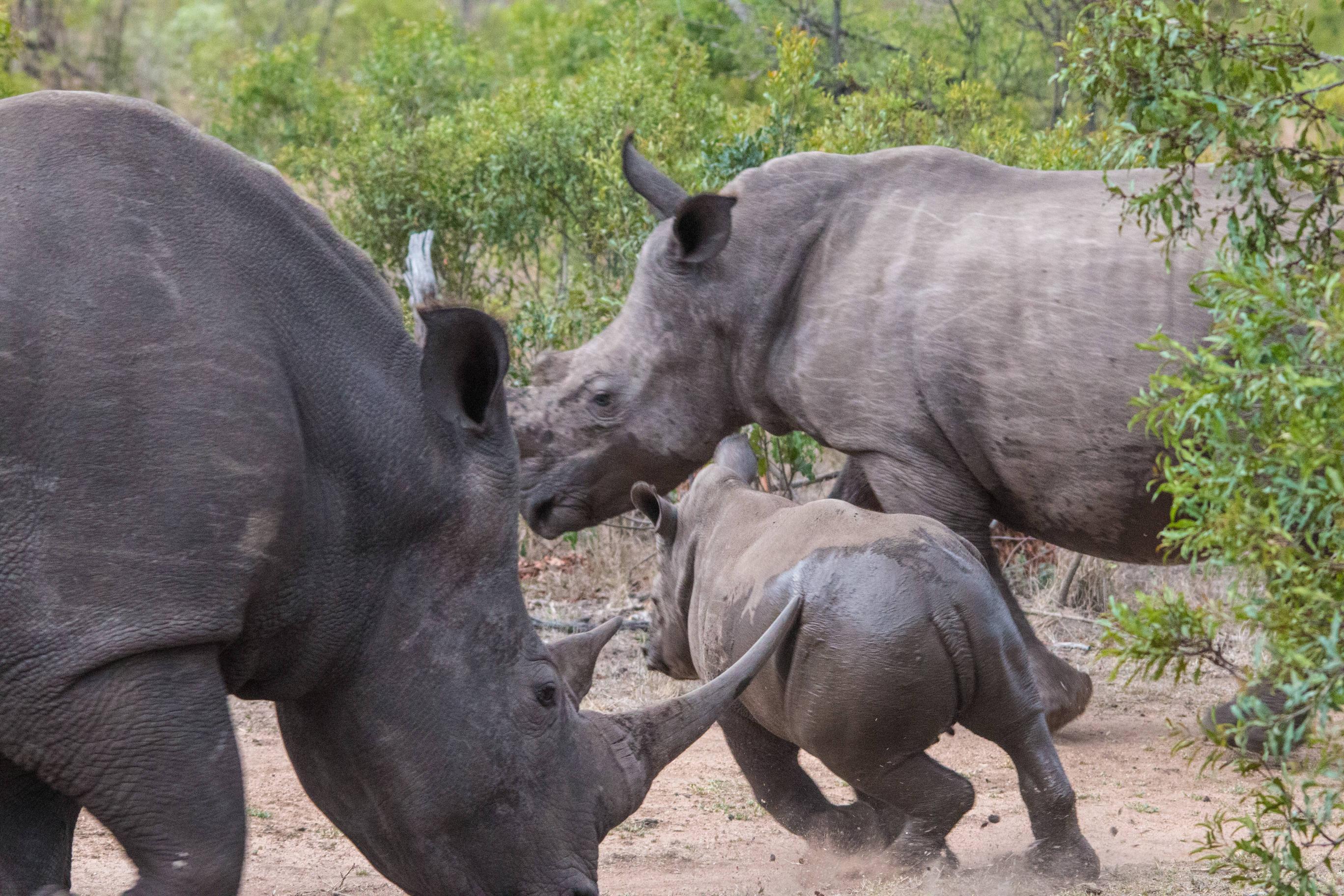 Warframe Wallpaper Hd Rhino - HD Wallpaper 