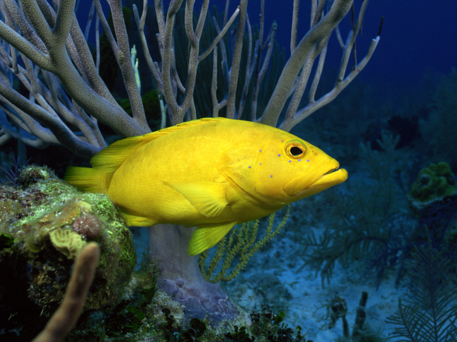 Mar Azul Wallpapers - Bright Yellow Fishes - HD Wallpaper 