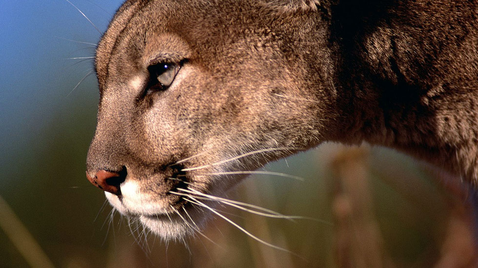 Mountain Lion Face Side - HD Wallpaper 