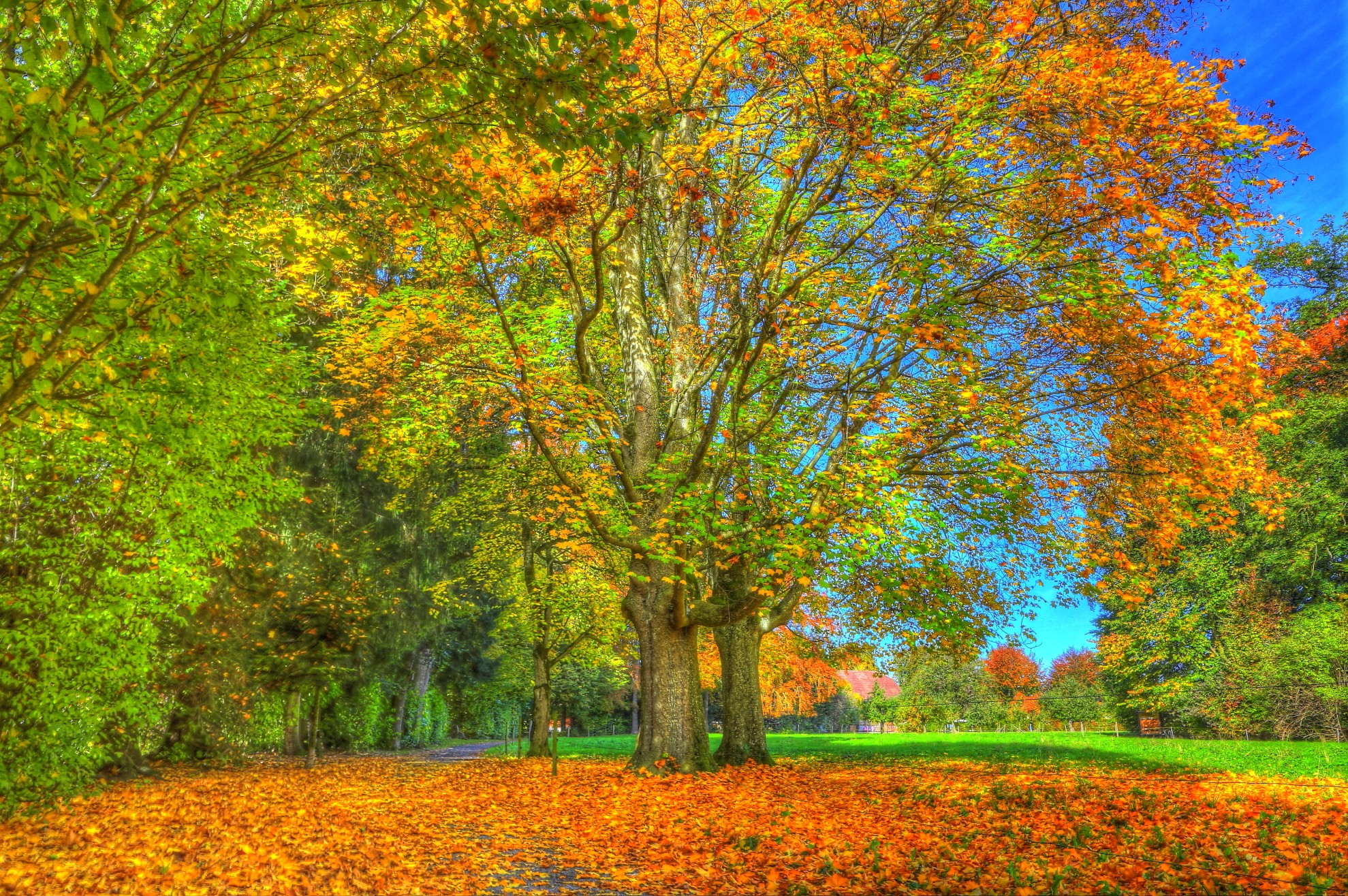Autumn - HD Wallpaper 