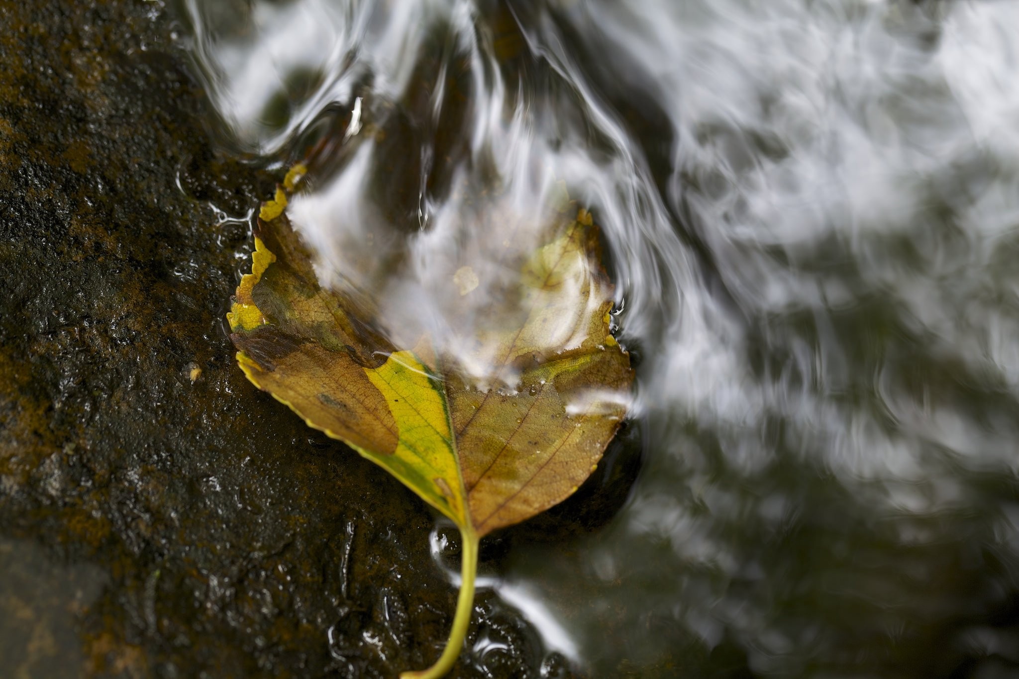 Macro Photography - HD Wallpaper 