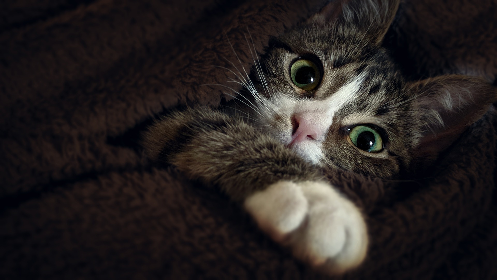 Cat Pictures For Wallpaper - HD Wallpaper 