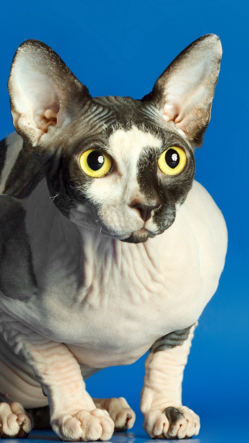 Wallpaper Sphynx, Cat, Spotted - Black And White Sphynx - HD Wallpaper 