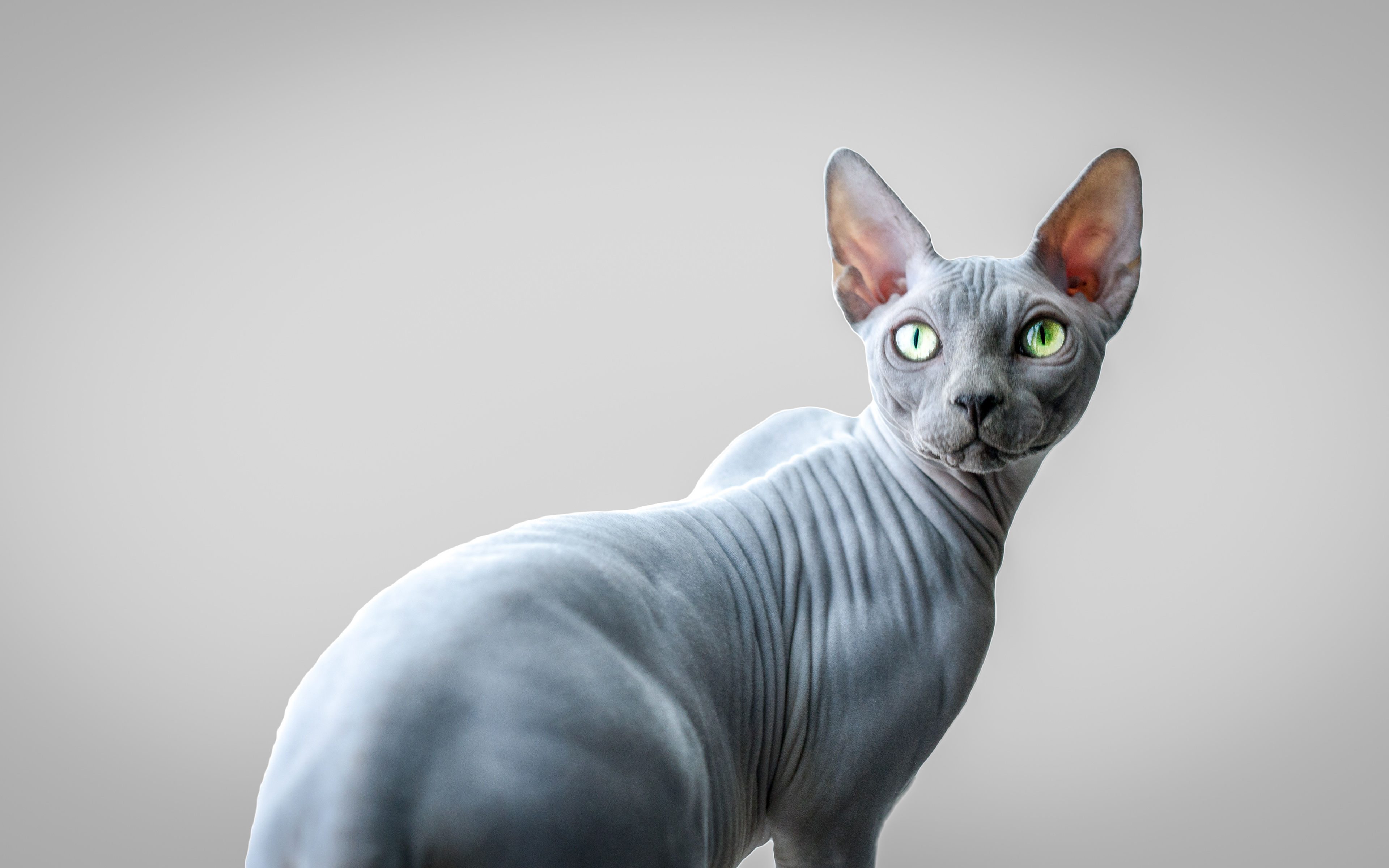 Sphynx, 4k, Gray Cat, Cute Animals, Cats, Gray Sphynx, - Sphynx Gris - HD Wallpaper 