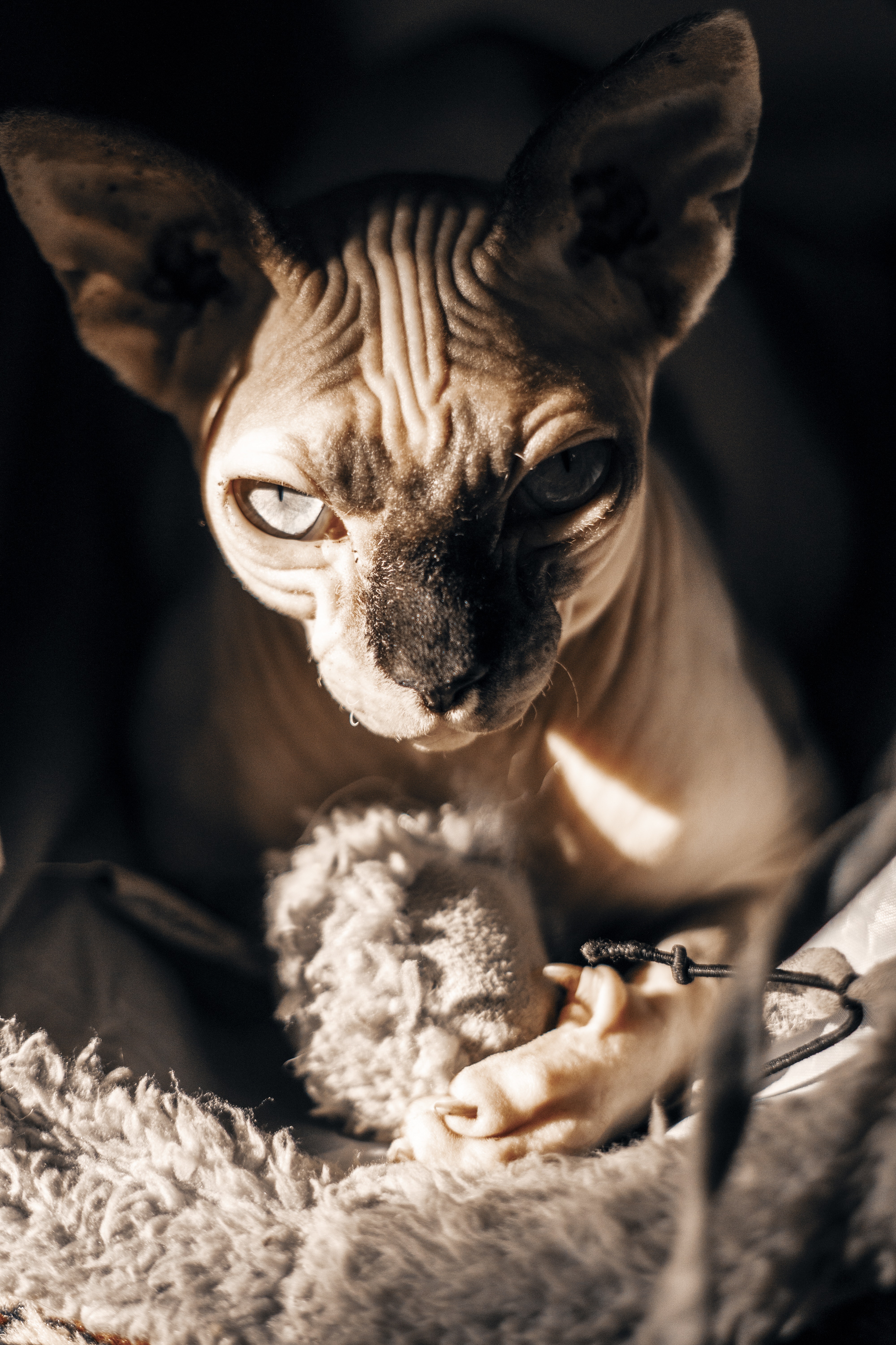 Sphynx - HD Wallpaper 