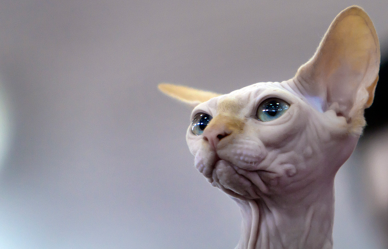 Cat Looks Like Et - HD Wallpaper 