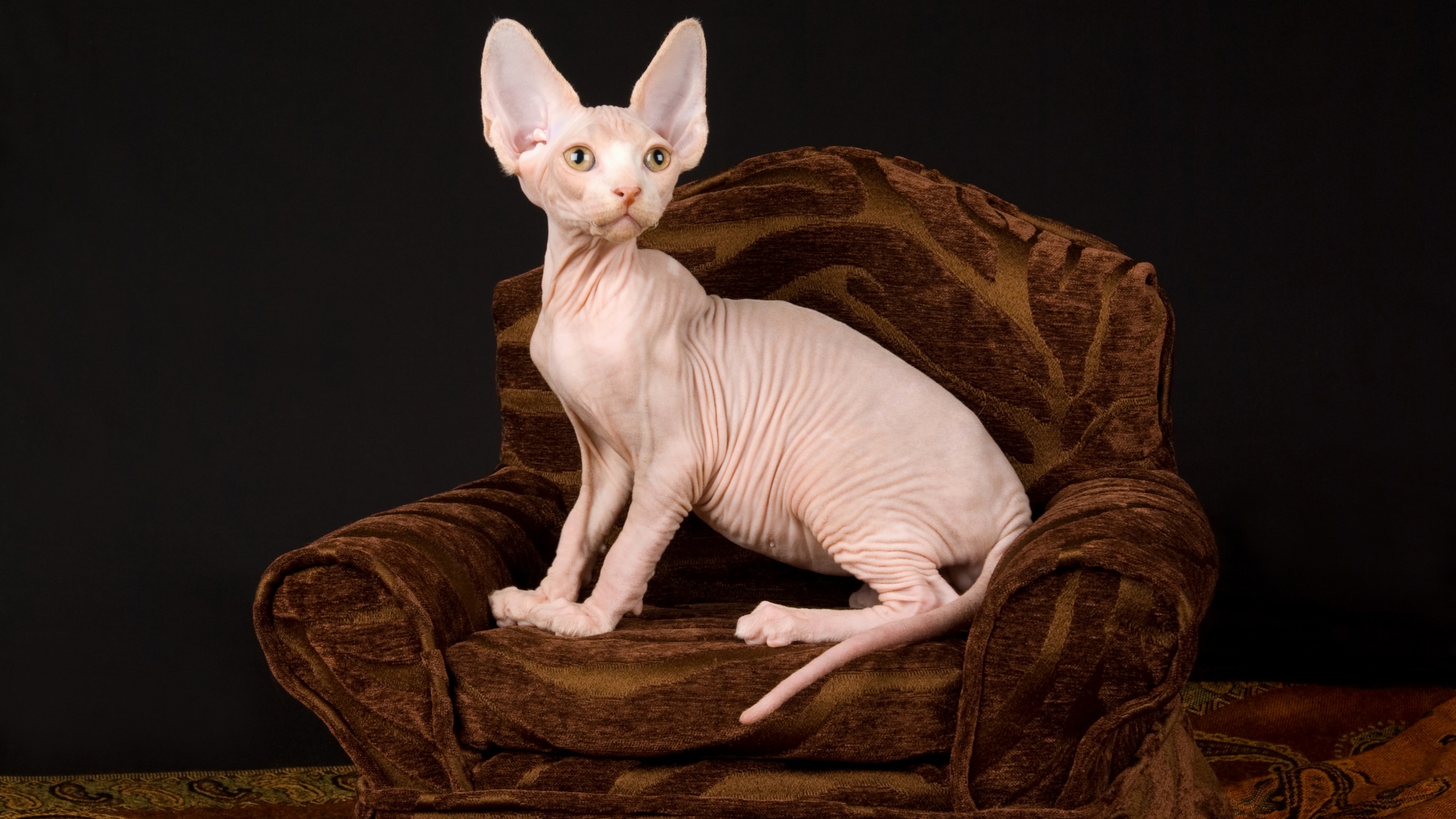 Sphynx Cat - HD Wallpaper 