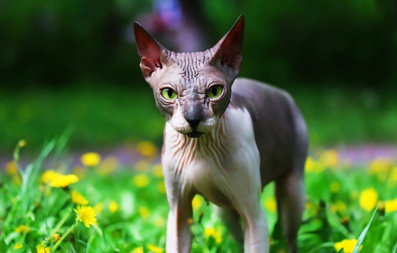 Photo Wallpaper Greens, Background, Sphinx, Cat - Donskoy - HD Wallpaper 