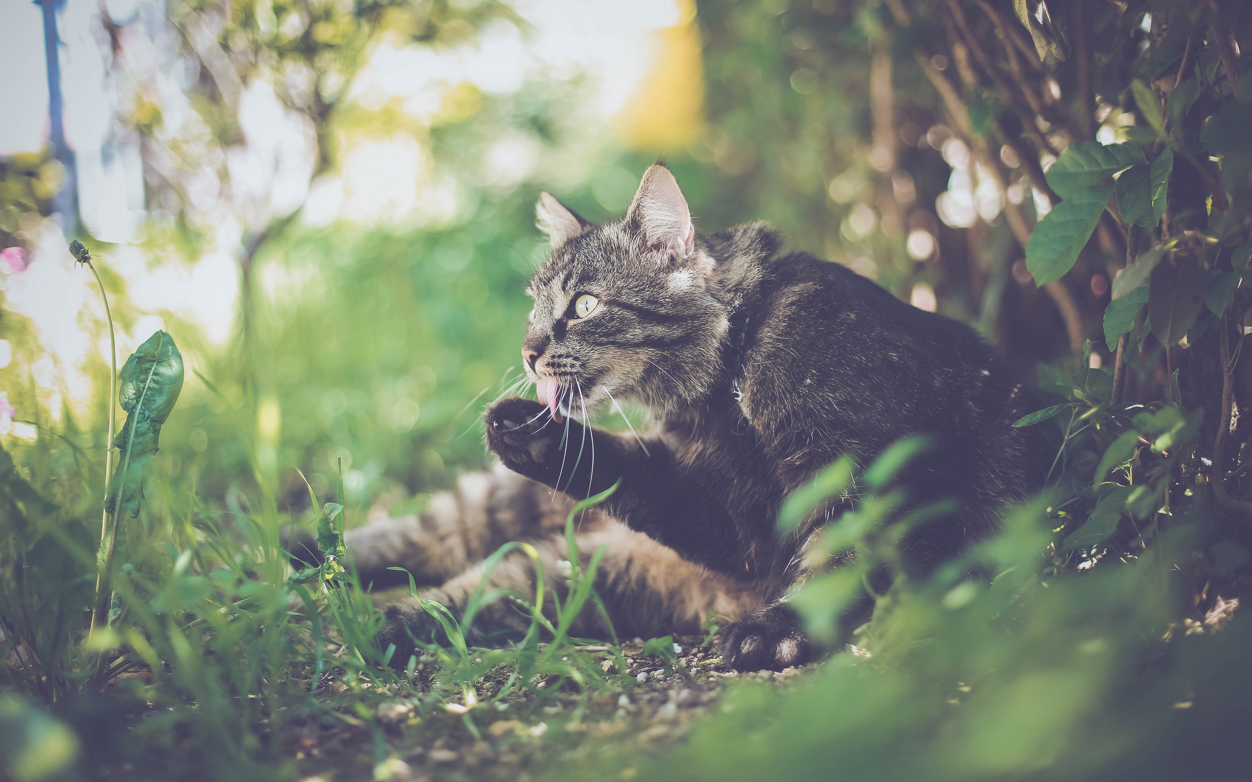 Wallpaper Cat, Paw, Protruding Tongue, Funny - Cat In Grass Photography - HD Wallpaper 