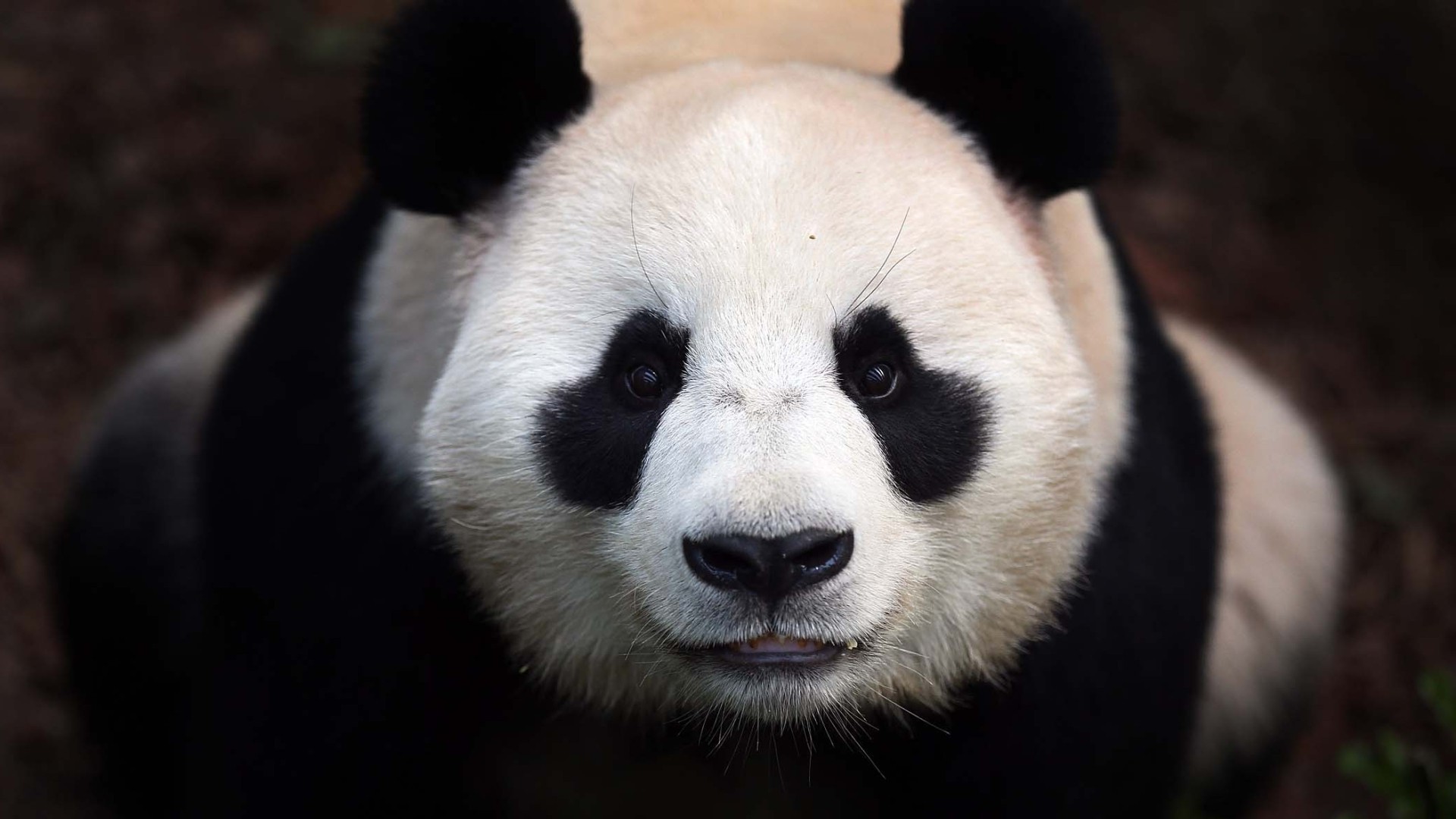 Panda Bear Close Up - HD Wallpaper 