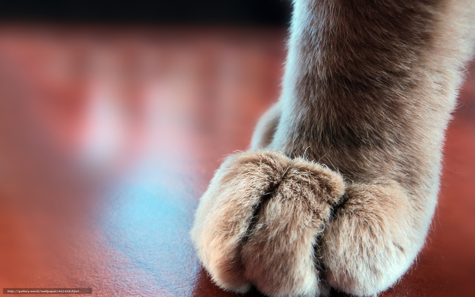 Download Wallpaper Cat, Paw, Fur Free Desktop Wallpaper - Кот Лапа - HD Wallpaper 