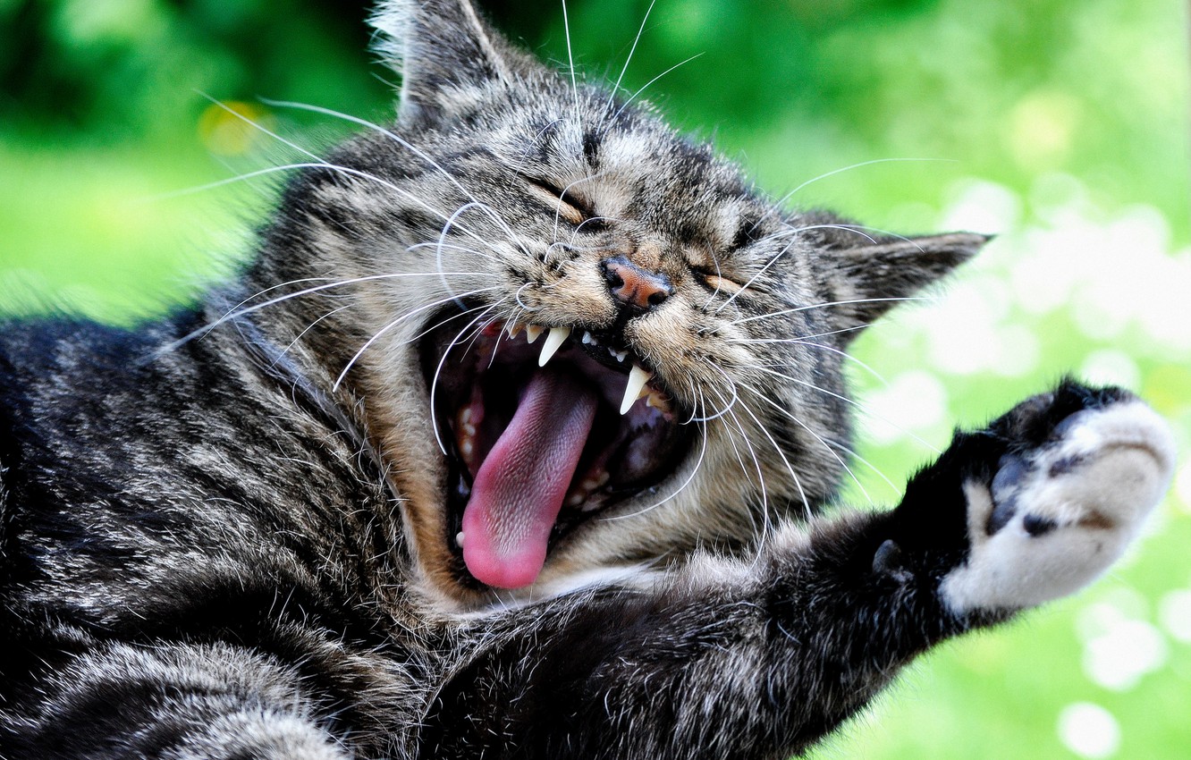Photo Wallpaper Cat, Cat, Paw, Face, Yawn, Cat - Cat Yawns - HD Wallpaper 