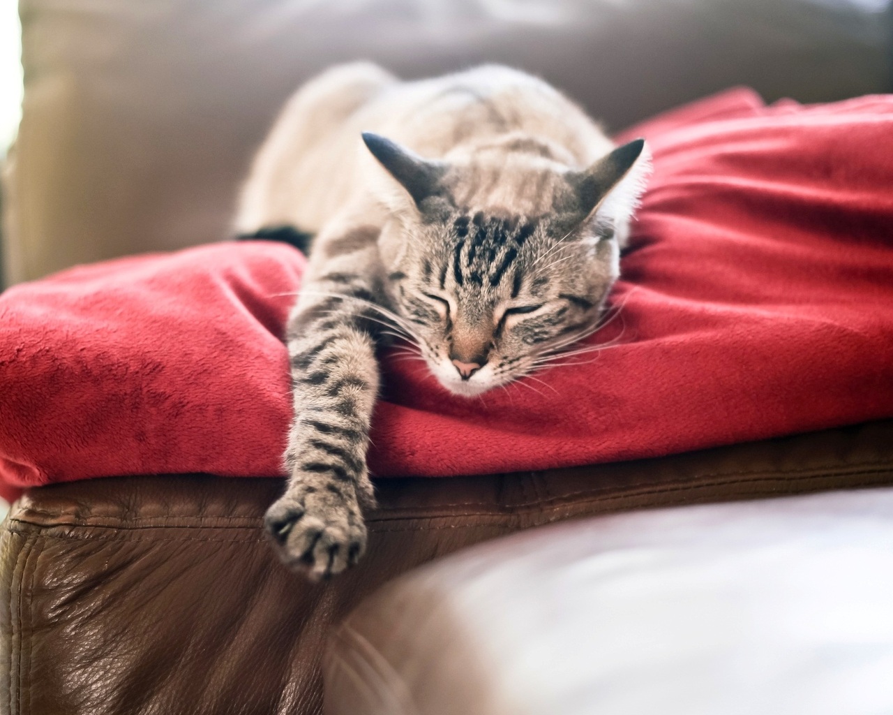 Red, Cat, Paw, Cat, Sleeps, Plaid Photo - Home Screen Cat - HD Wallpaper 