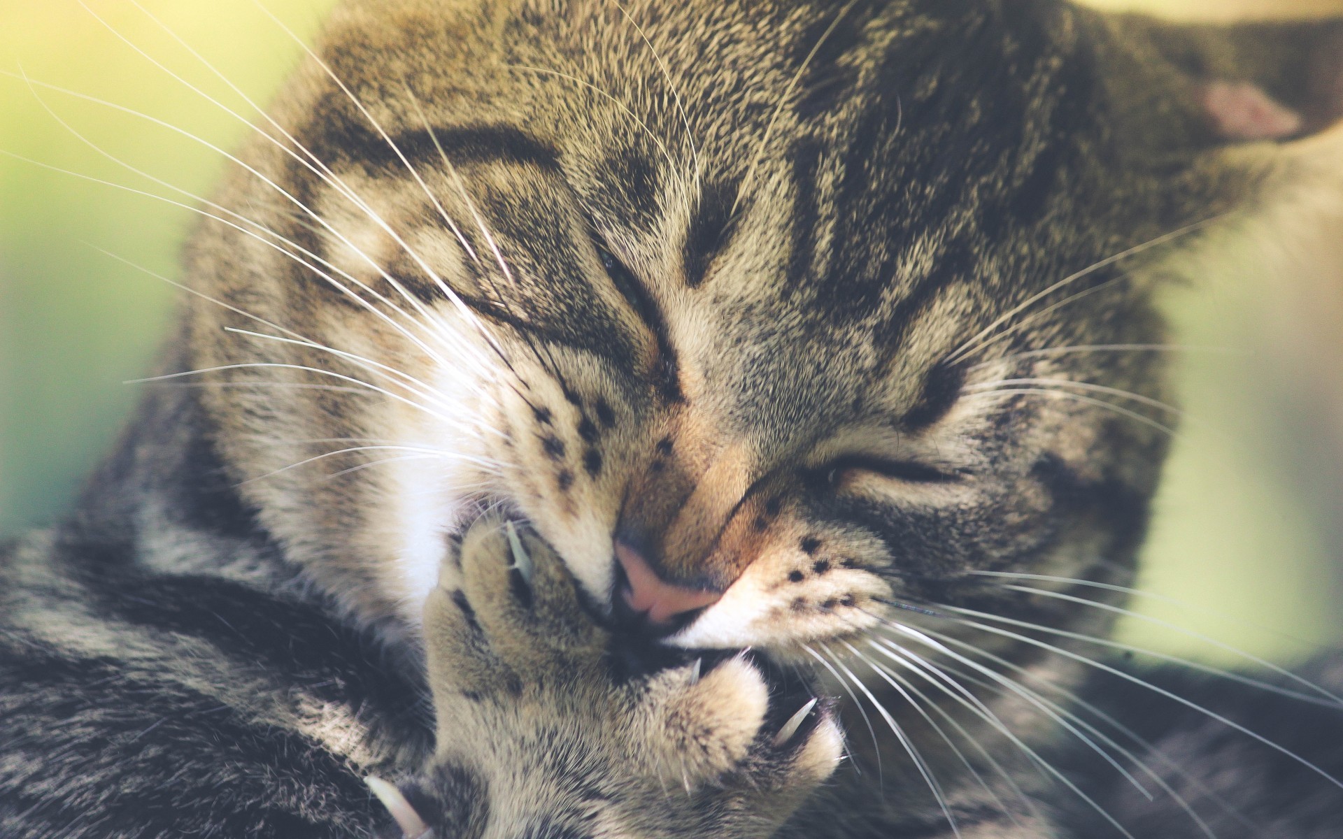 Cat, Paw Licking, Cute, Closed Eyes - HD Wallpaper 