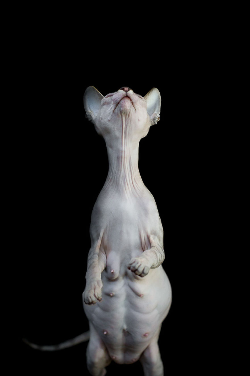 Sphynx Cat Photos By Alicia Rius 28 - Sphynx Cat - HD Wallpaper 