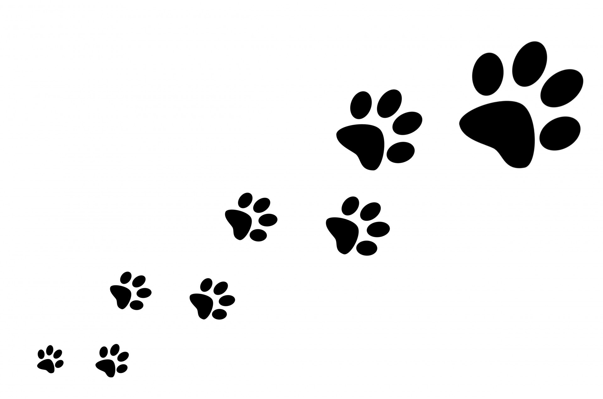 1920x1271, Pictures Of Cat Paw Prints - Paw Prints Transparent Background - HD Wallpaper 