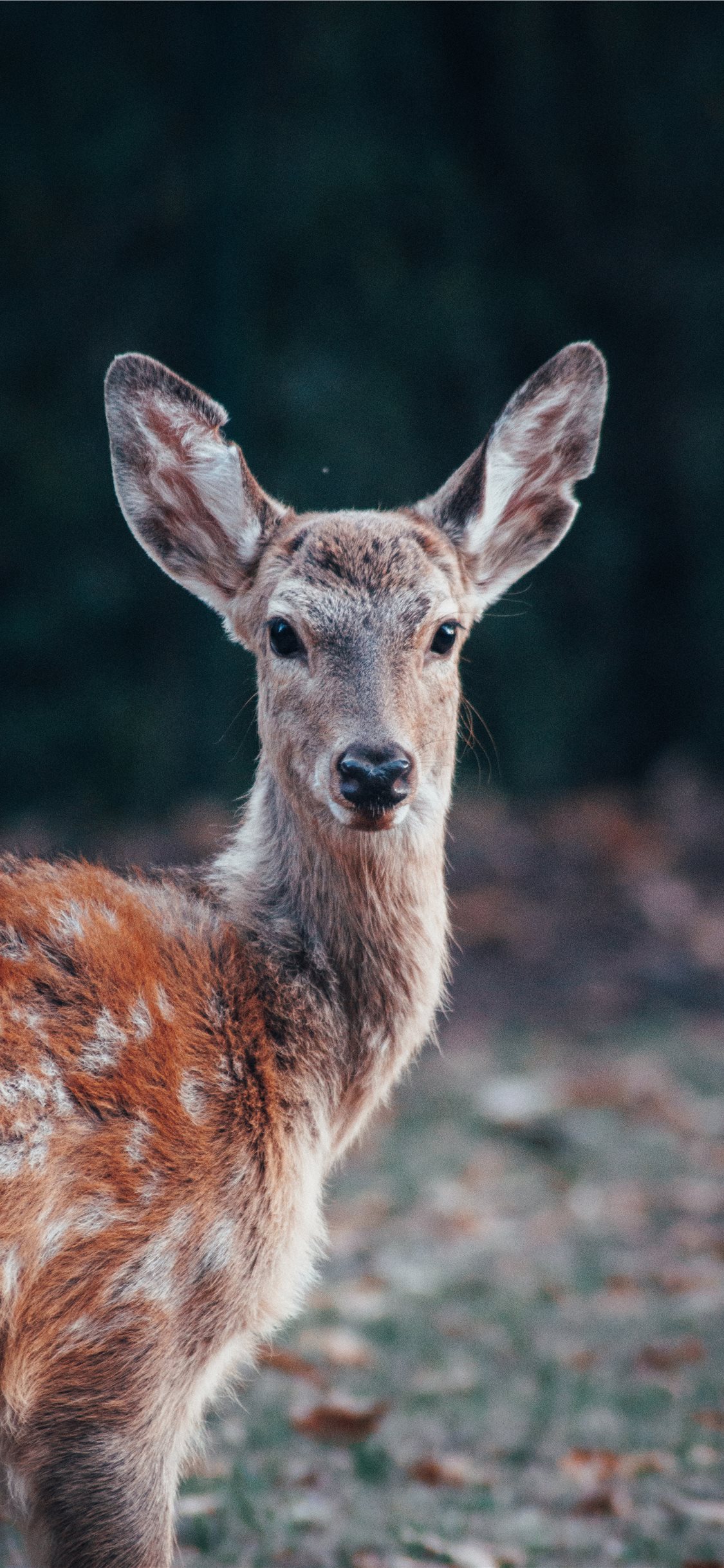 Bambi Eyes - HD Wallpaper 