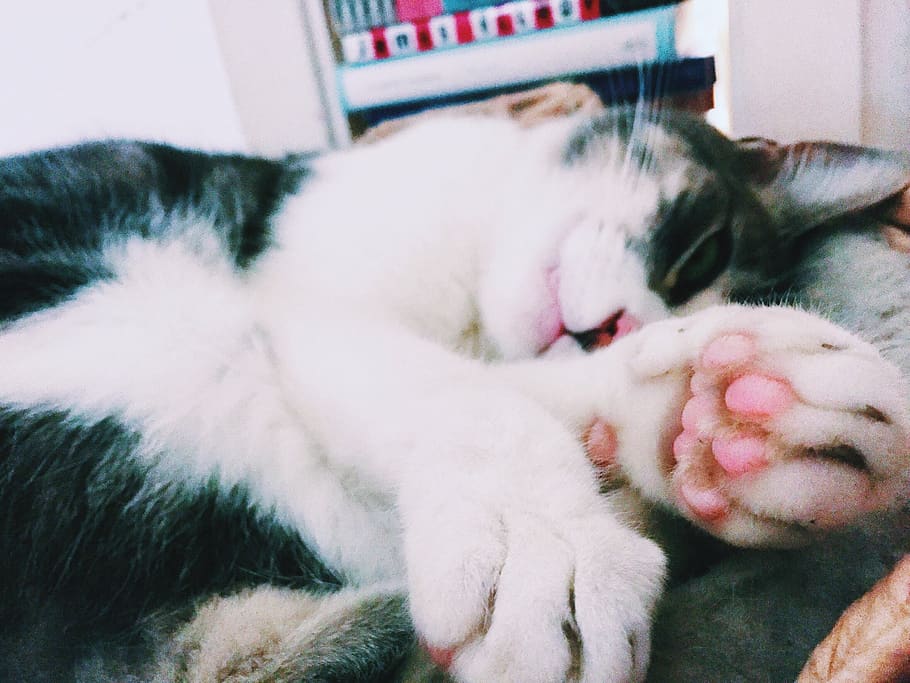 United States, San Francisco, Furry, Cute, Pink, Cat, - HD Wallpaper 