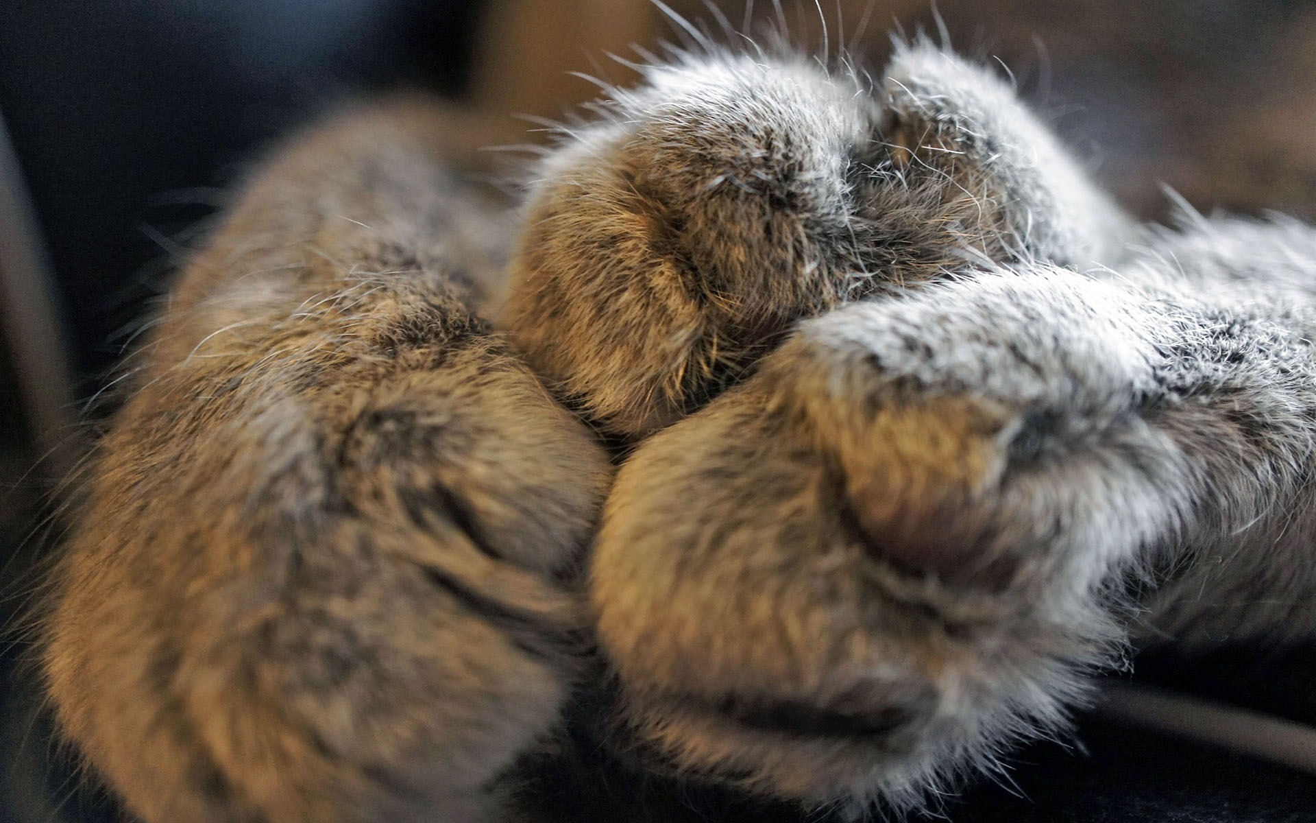 Cat Paw Wallpaper - HD Wallpaper 