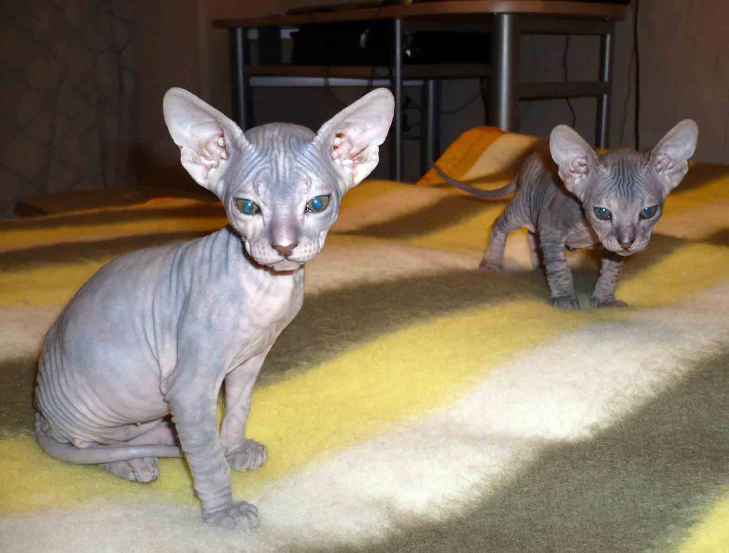Two Donskoy Or Don Sphynx Wallpaper - Sphynx - HD Wallpaper 