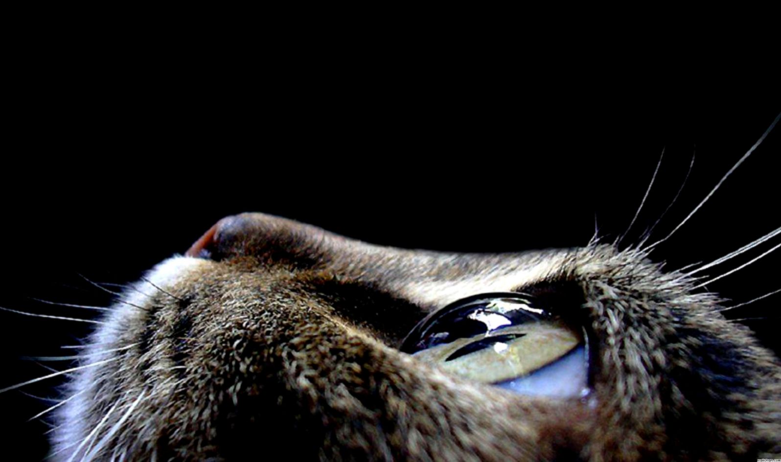 Eyes Images Cat Eye Wallpaper Hd Wallpaper And Background - Macro Photography Cat Eye - HD Wallpaper 