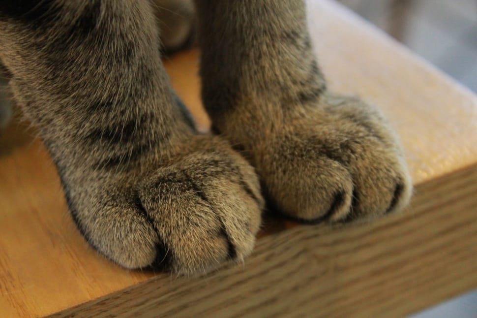 Brown Cat Paws Preview - HD Wallpaper 