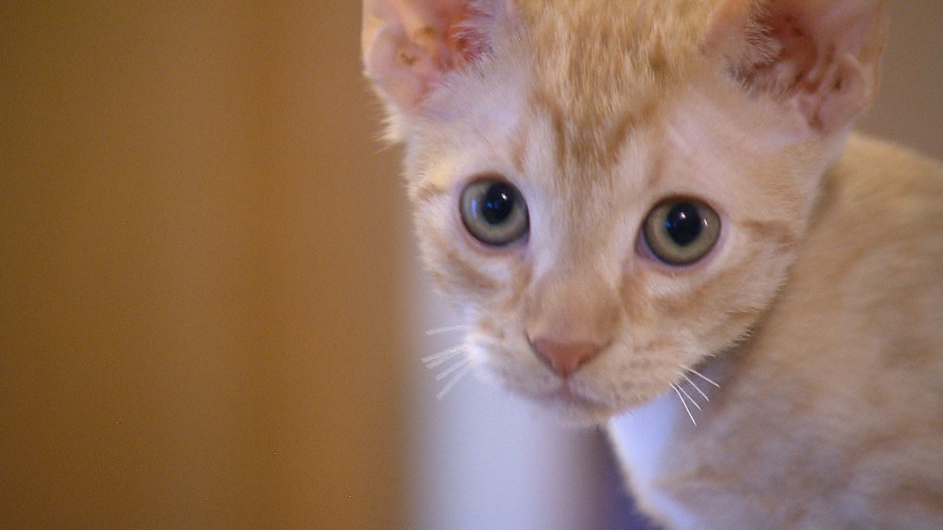 Fake Sphynx Cat - HD Wallpaper 